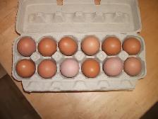Free-Range Brown Eggs