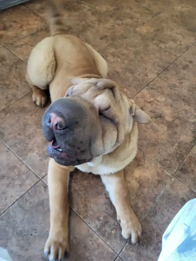 Chiot Shar-Pei  – 5 mois