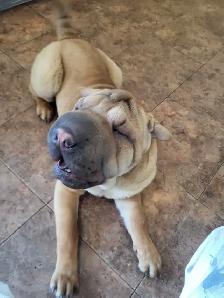 Chiot Shar-Pei  – 5 mois
