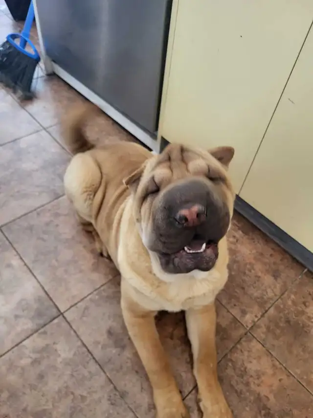 Chiot Shar-Pei  – 5 mois - Photo 2