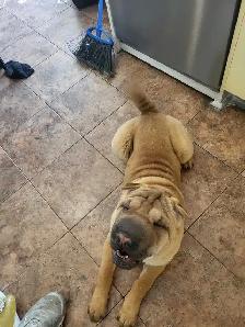 Chiot Shar-Pei  – 5 mois - Photo 4