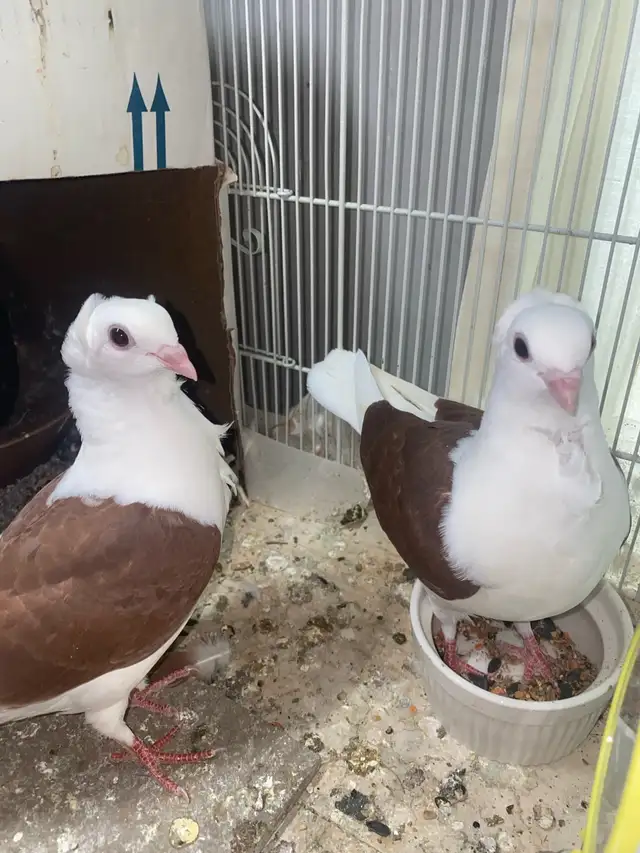 Pet Juvenile Pigeons Pair