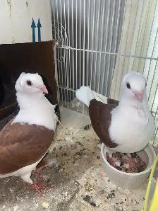 Pet Juvenile Pigeons Pair