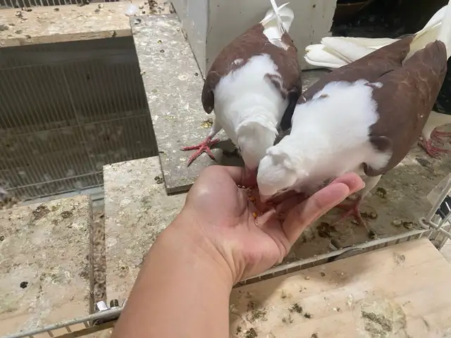 Pet Juvenile Pigeons Pair - Photo 2