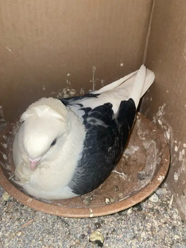 Pet Juvenile Pigeons Pair - Photo 3