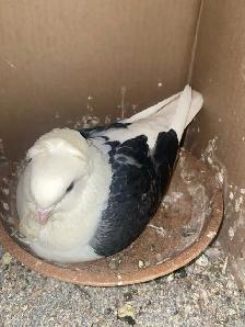Pet Juvenile Pigeons Pair - Photo 3
