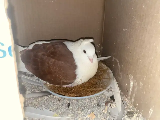 Pet Juvenile Pigeons Pair - Photo 4