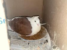 Pet Juvenile Pigeons Pair - Photo 4