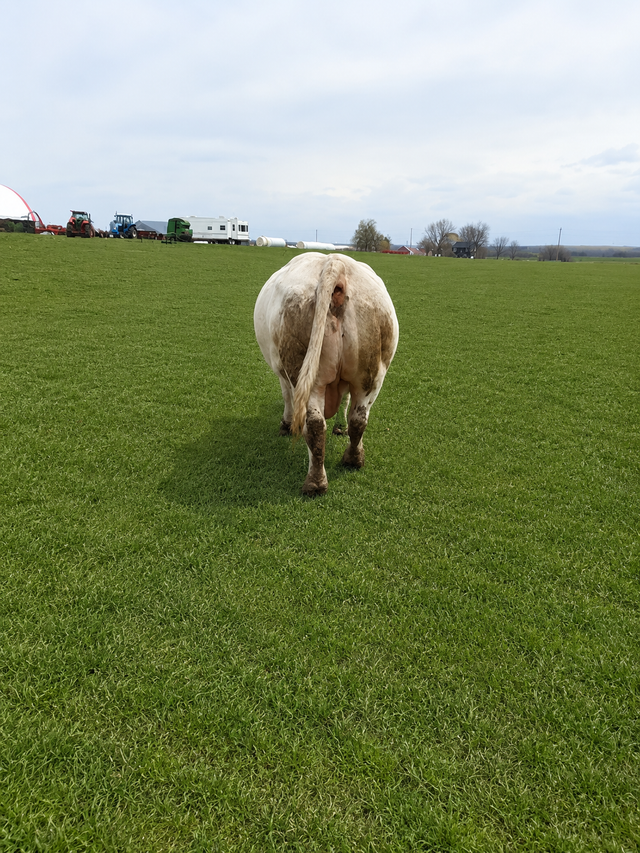 Registered Charolais Bull For Sale