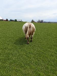 Registered Charolais Bull For Sale