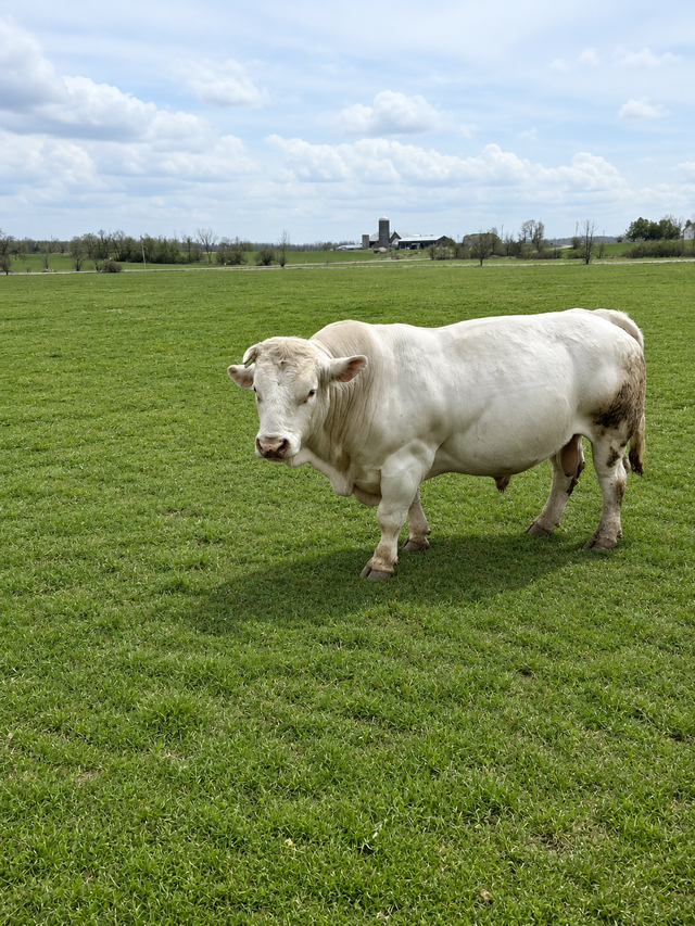 Registered Charolais Bull For Sale - Photo 2
