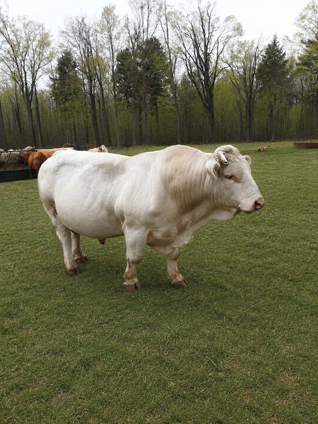 Registered Charolais Bull For Sale - Photo 3