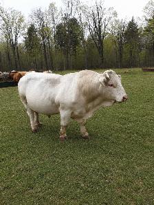 Registered Charolais Bull For Sale - Photo 3
