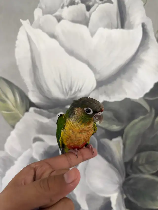 Baby Yellow Sided Conure