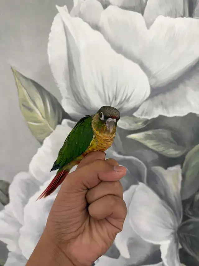 Baby Yellow Sided Conure - Photo 2
