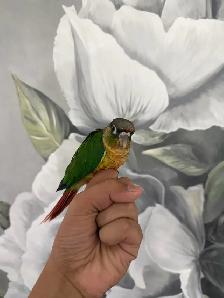 Baby Yellow Sided Conure - Photo 2