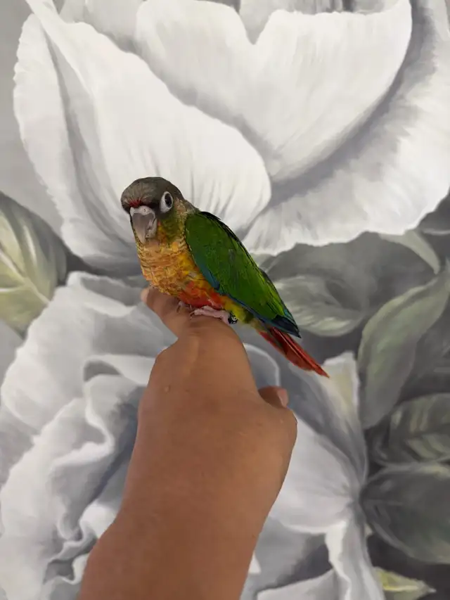 Baby Yellow Sided Conure - Photo 3