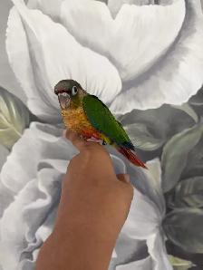 Baby Yellow Sided Conure - Photo 3