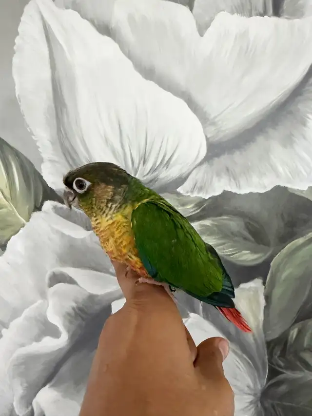 Baby Yellow Sided Conure - Photo 4