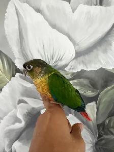 Baby Yellow Sided Conure - Photo 4