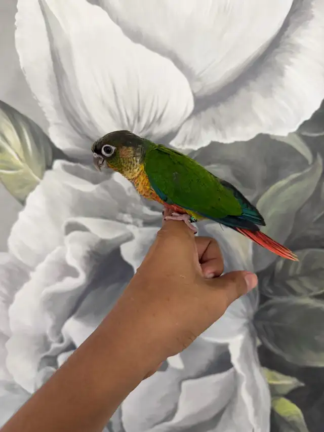 Baby Yellow Sided Conure - Photo 5