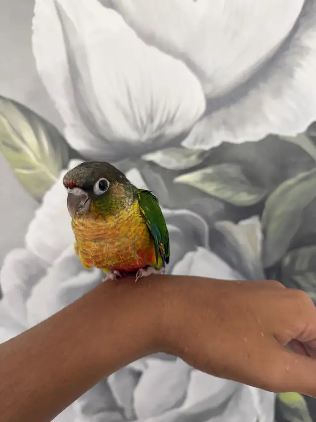 Baby Yellow Sided Conure - Photo 6