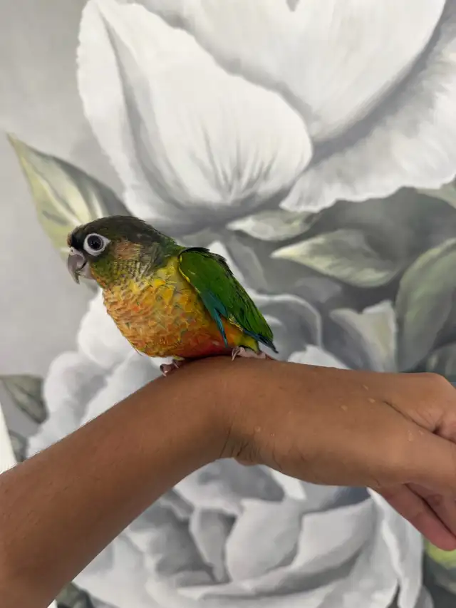 Baby Yellow Sided Conure - Photo 7