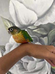 Baby Yellow Sided Conure - Photo 7