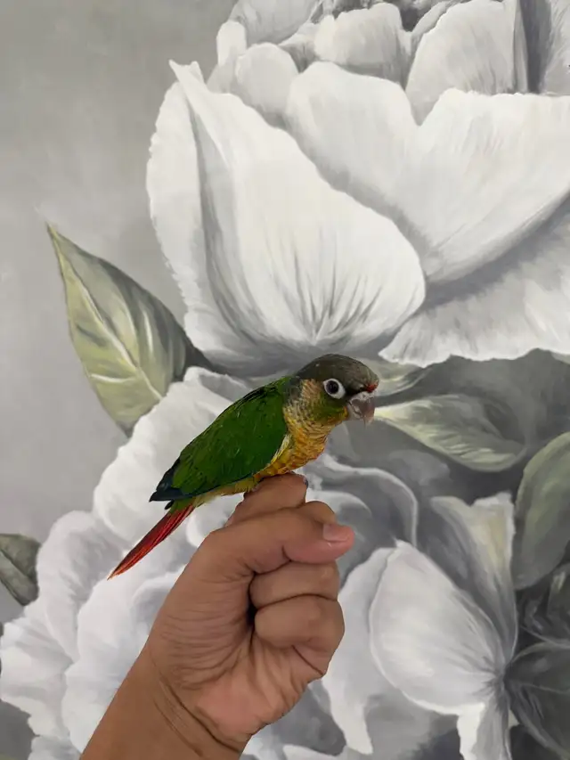 Baby Yellow Sided Conure - Photo 8