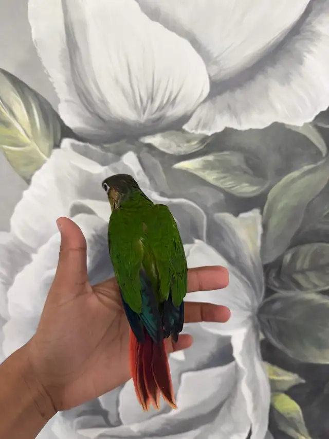 Baby Yellow Sided Conure - Photo 9