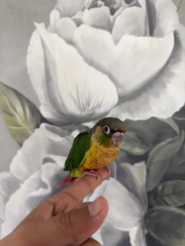 Baby Yellow Sided Conure - Photo 10