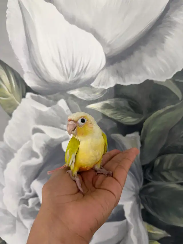 Baby Suncheek Conure