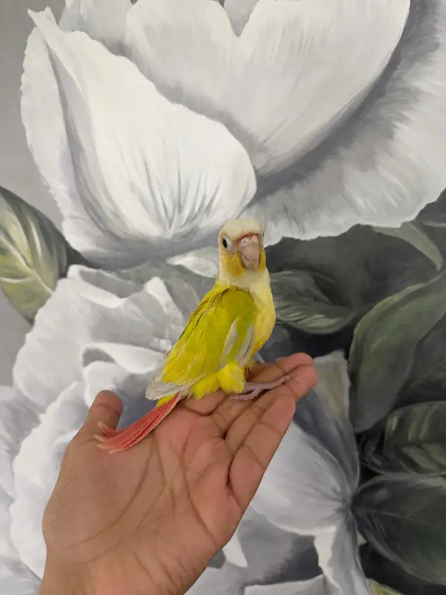 Baby Suncheek Conure - Photo 2