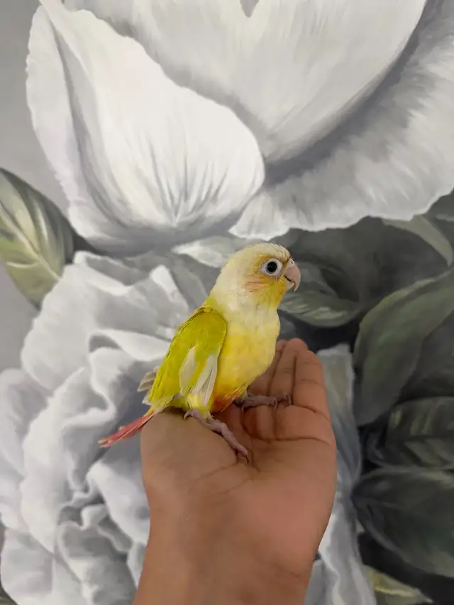 Baby Suncheek Conure - Photo 3