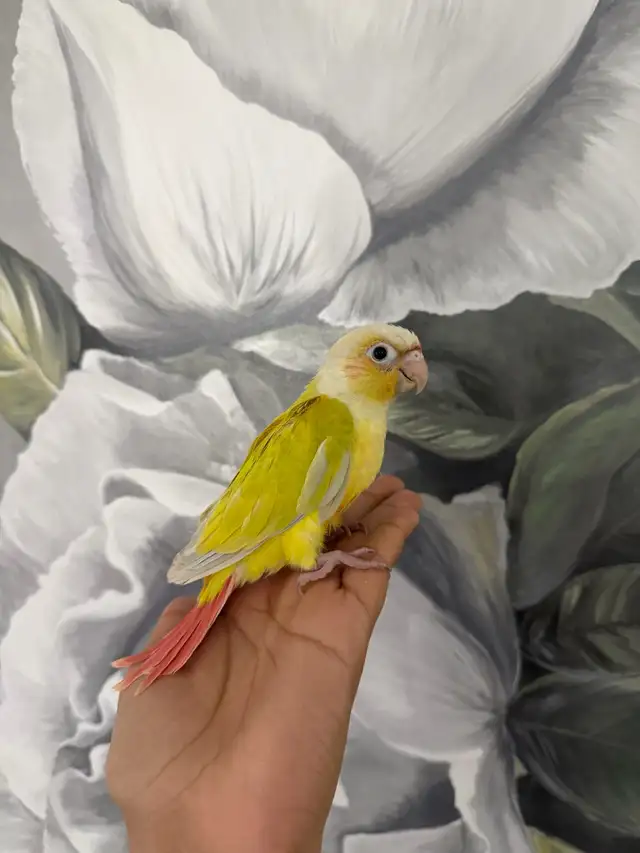 Baby Suncheek Conure - Photo 4