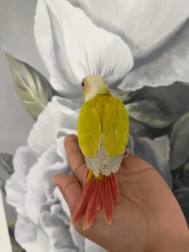 Baby Suncheek Conure - Photo 5