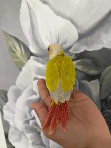 Baby Suncheek Conure - Photo 5