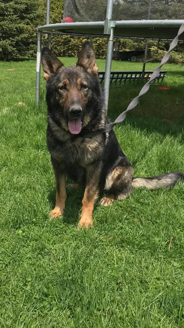 BEAUTIFUL GERMAN SHEPHERD FEMALE