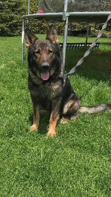 BEAUTIFUL GERMAN SHEPHERD FEMALE