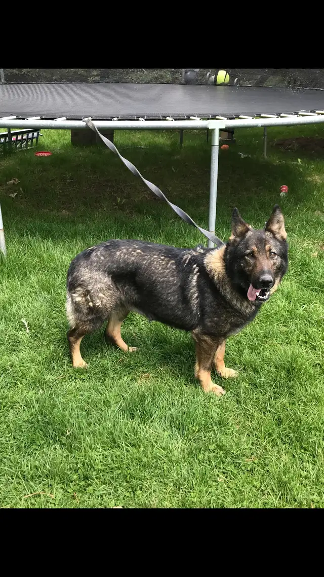 BEAUTIFUL GERMAN SHEPHERD FEMALE - Photo 2