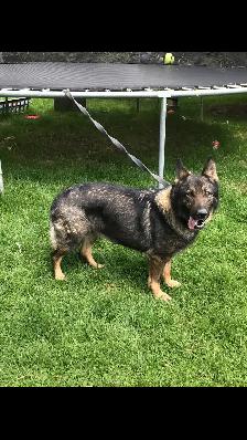 BEAUTIFUL GERMAN SHEPHERD FEMALE - Photo 2