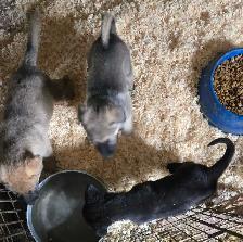 German Shepherd Puppies for Sale