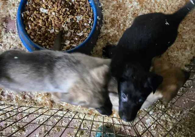 German Shepherd Puppies for Sale - Photo 2