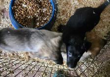 German Shepherd Puppies for Sale - Photo 2