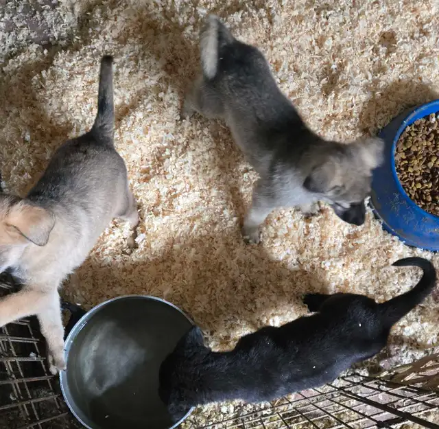 German Shepherd Puppies for Sale - Photo 3
