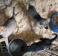 German Shepherd Puppies for Sale - Photo 3