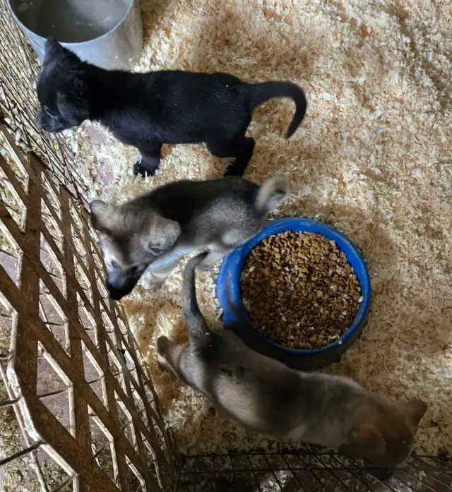 German Shepherd Puppies for Sale - Photo 4