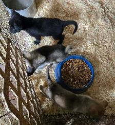 German Shepherd Puppies for Sale - Photo 4