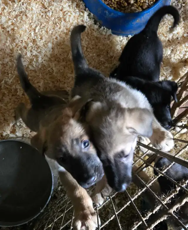 German Shepherd Puppies for Sale - Photo 5