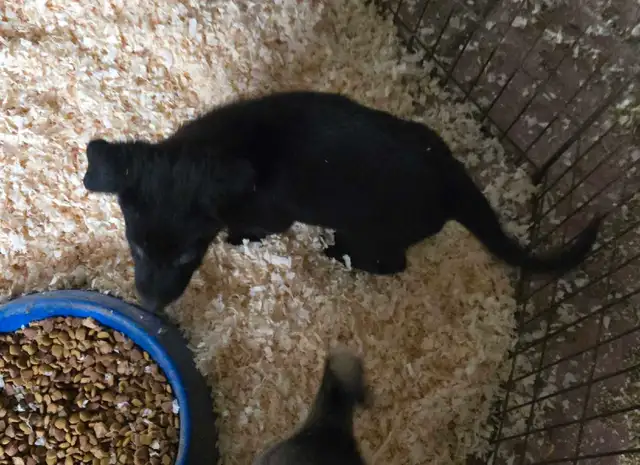 German Shepherd Puppies for Sale - Photo 6